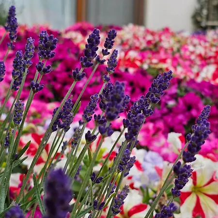 Apartament Diamond Sarafovo By Kp - Luxury Collection, 5 Burgas City