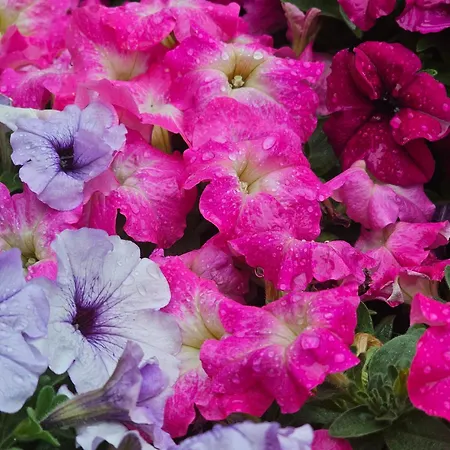 Diamond Sarafovo By Kp - Luxury Collection, 5 Apartament