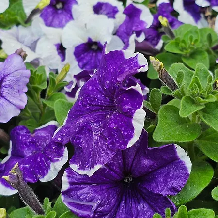 דירה Diamond Sarafovo By Kp - Luxury Collection, 5