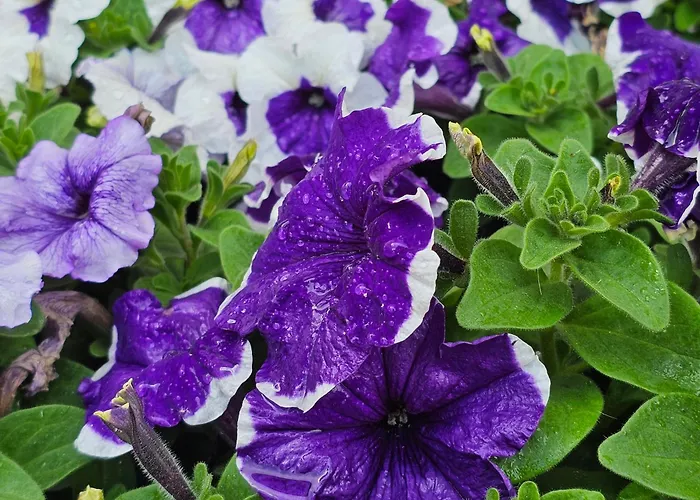 Appartamento Diamond Sarafovo By Kp - Luxury Collection, 5