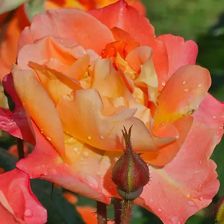 Diamond Sarafovo By Kp - Luxury Collection, 5