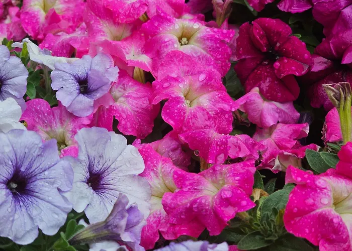 Diamond Sarafovo By Kp - Luxury Collection, 5 Apartamento